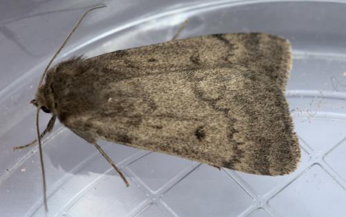 Réf. 283 278 : Athetis pallustris